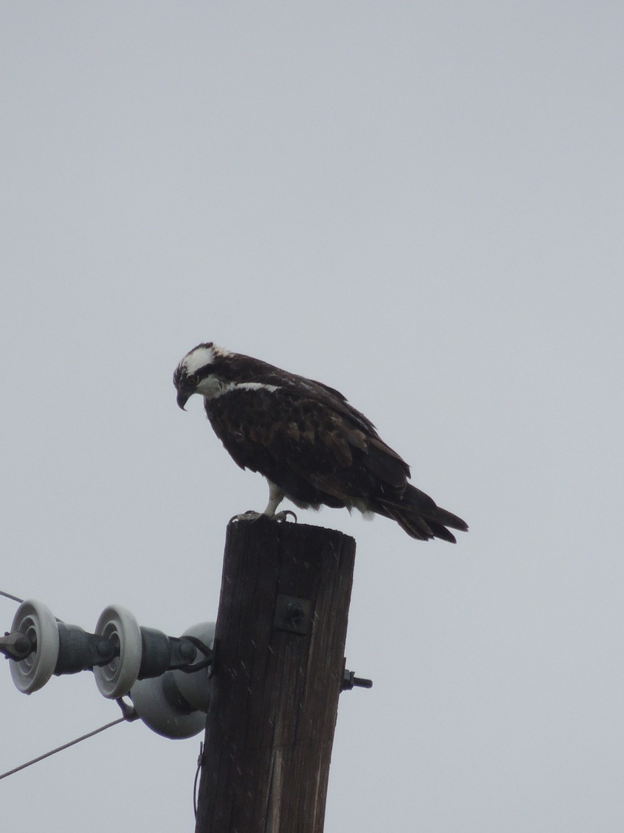 Osprey - ML33628391