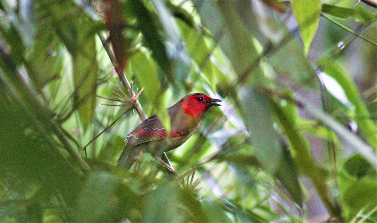 Scarlet-faced Liocichla - ML336283991