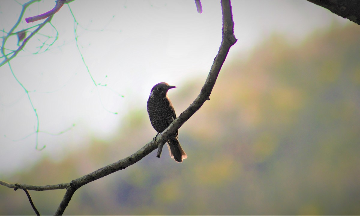 Chestnut-bellied Rock-Thrush - ML336284681