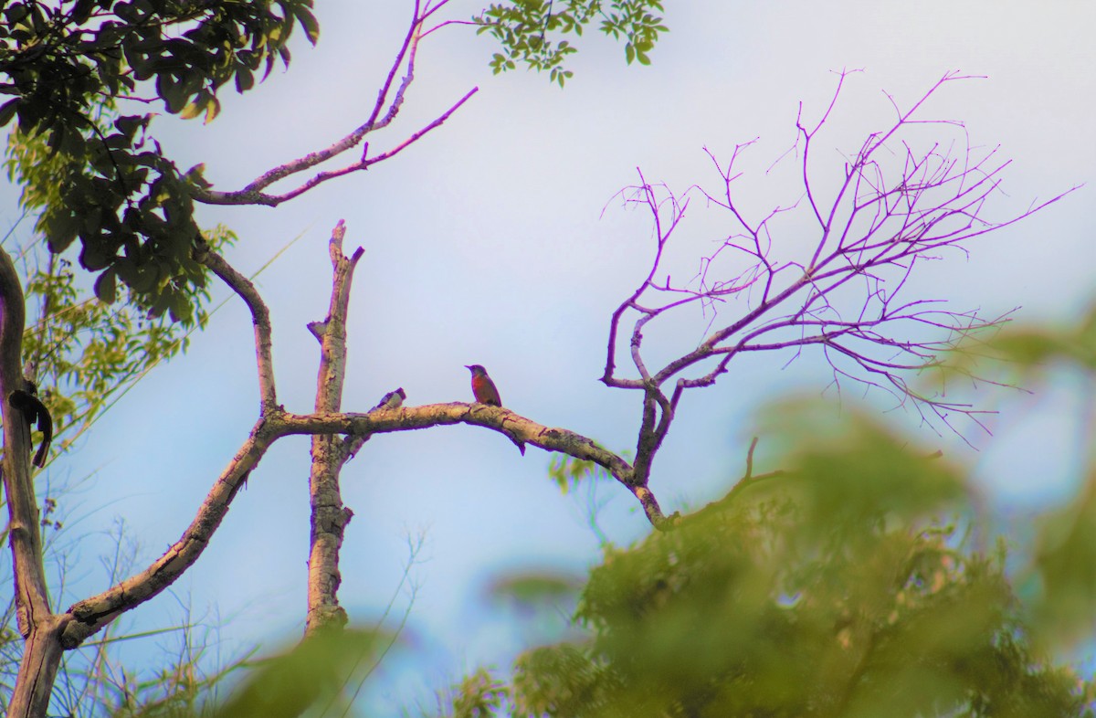 Chestnut-bellied Rock-Thrush - ML336284741