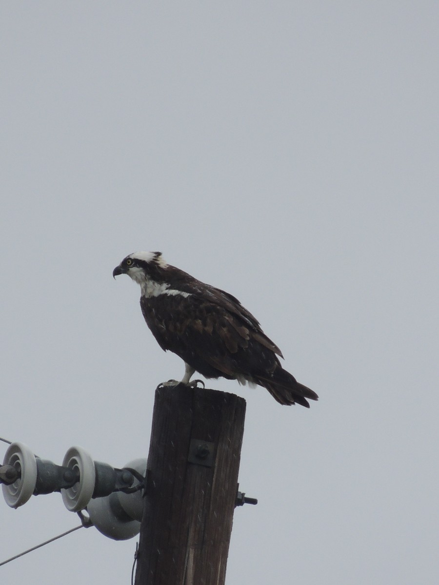 Osprey - ML33628491