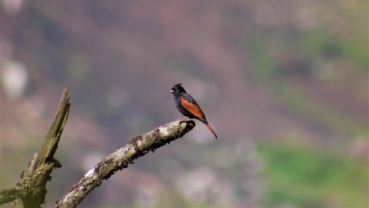 Crested Bunting - Souvit Chuekongya