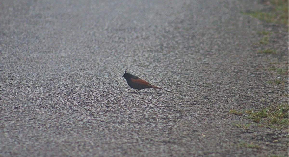 Crested Bunting - ML336285041