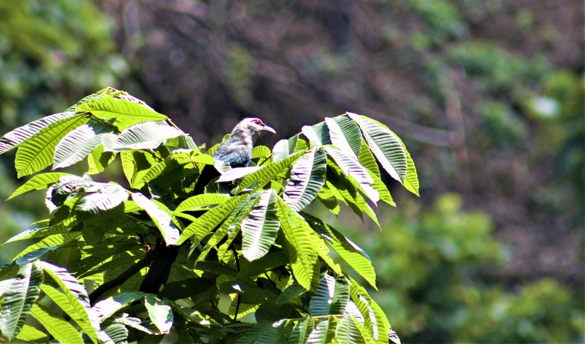 Green-billed Malkoha - ML336285421