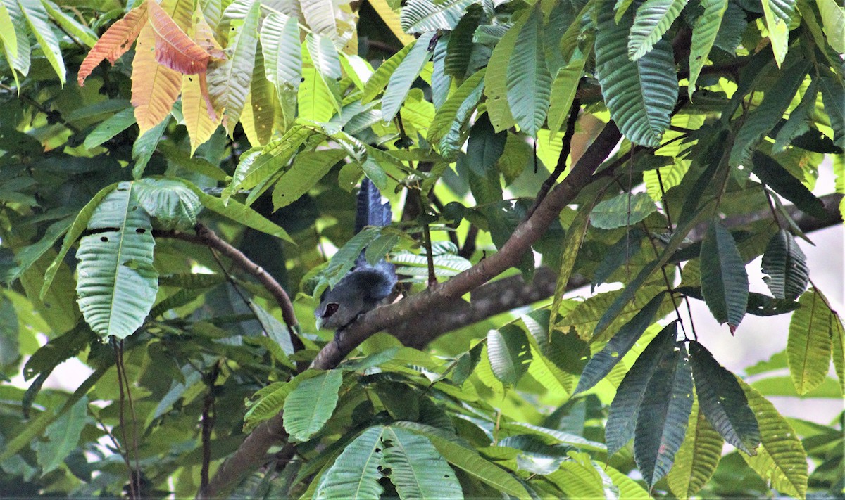 Green-billed Malkoha - ML336285611