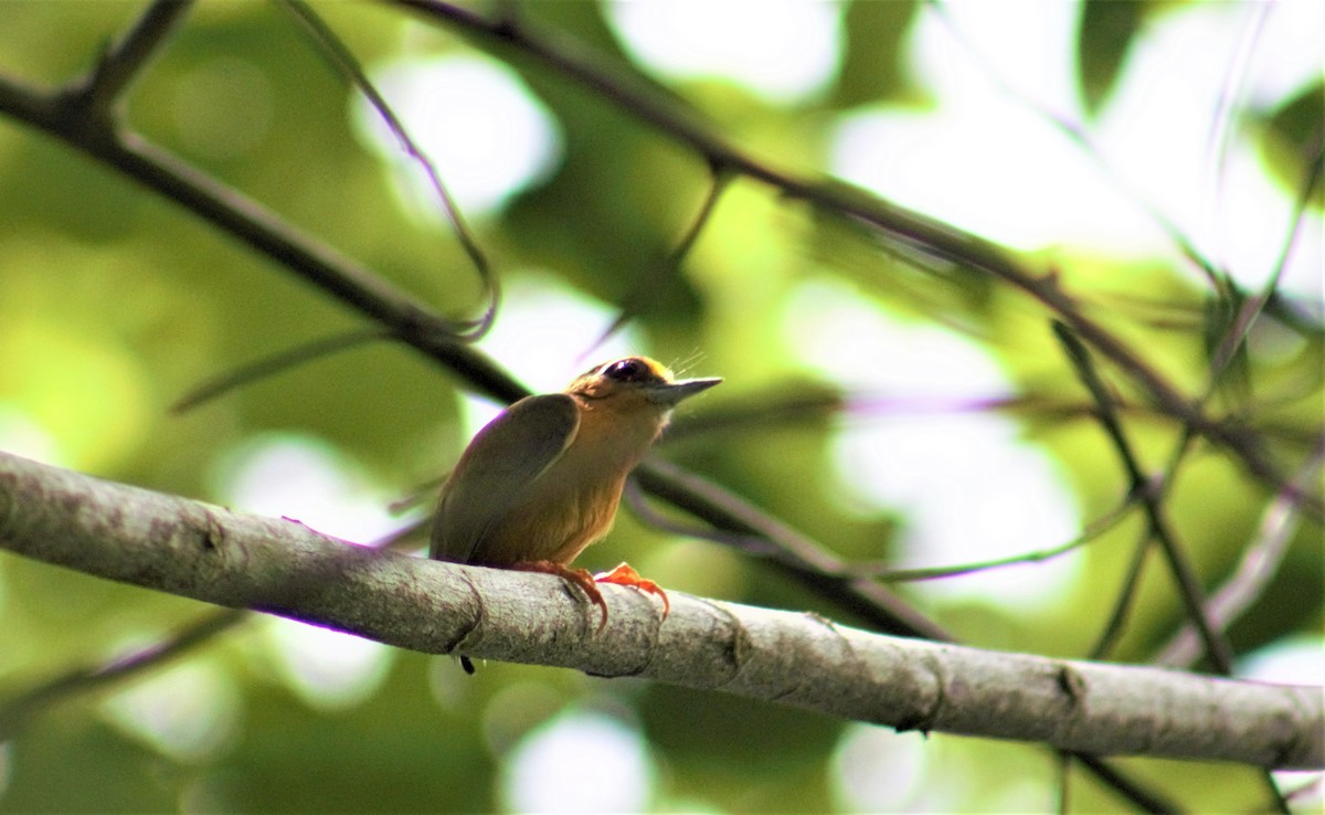 White-browed Piculet - ML336285701