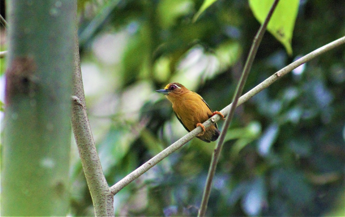 White-browed Piculet - ML336285781