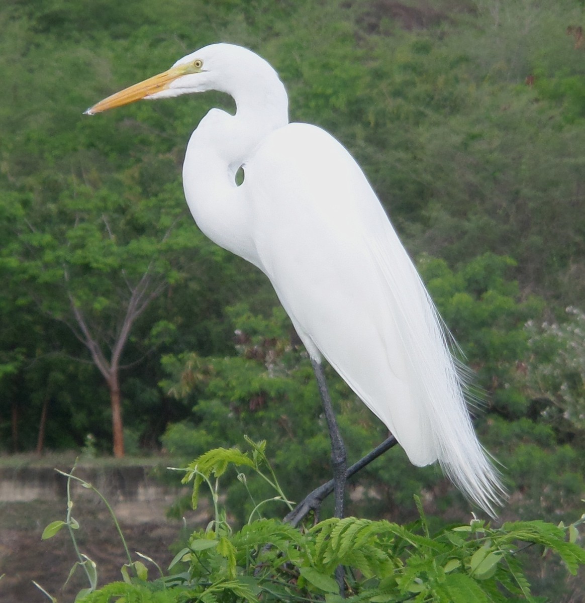 Great Egret - Alfredo Correa