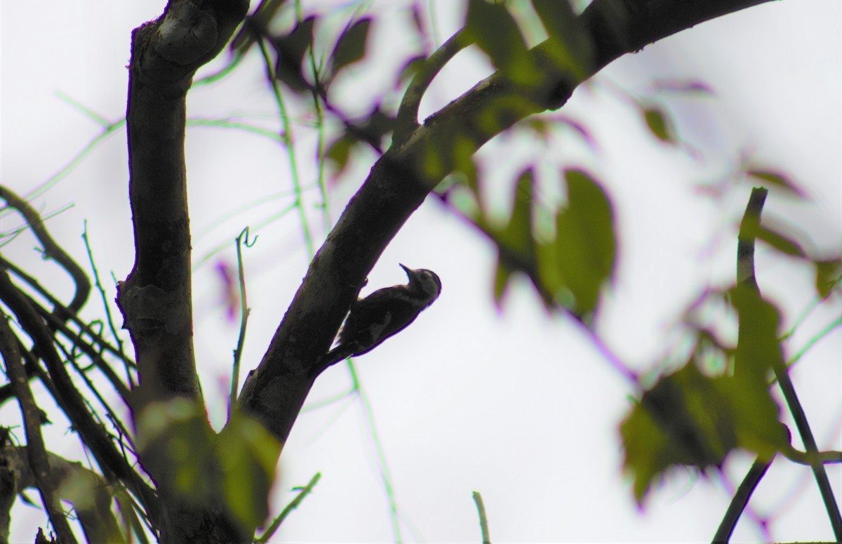 Necklaced Woodpecker - ML336286031