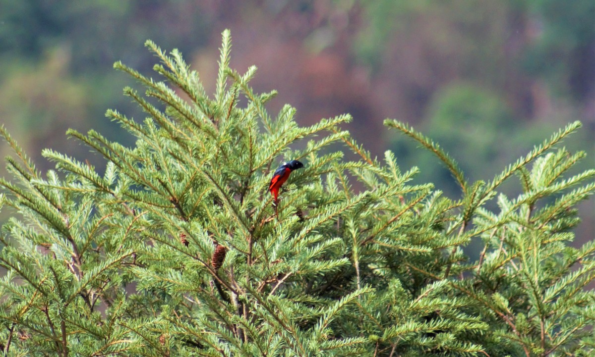 Short-billed Minivet - Souvit Chuekongya