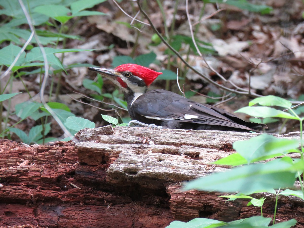 Pileated Woodpecker - D Woolverton