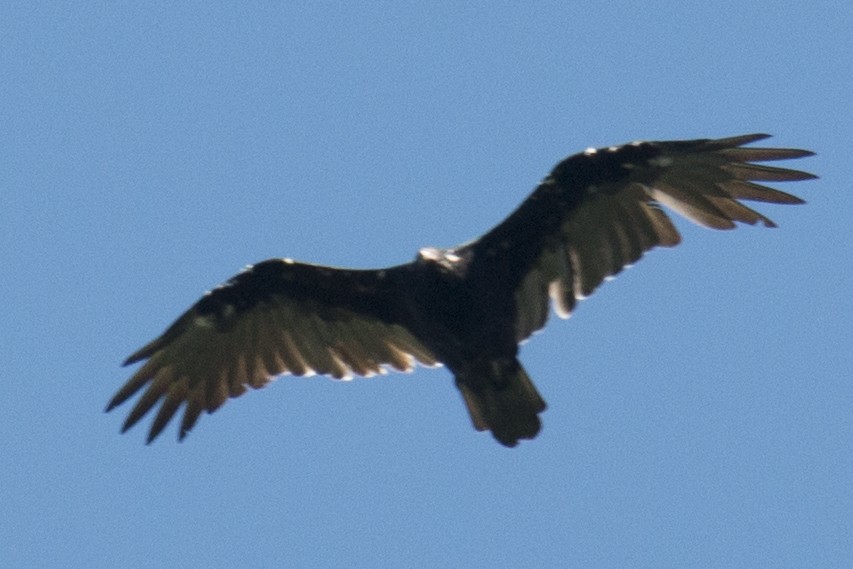 Turkey Vulture - ML33628691
