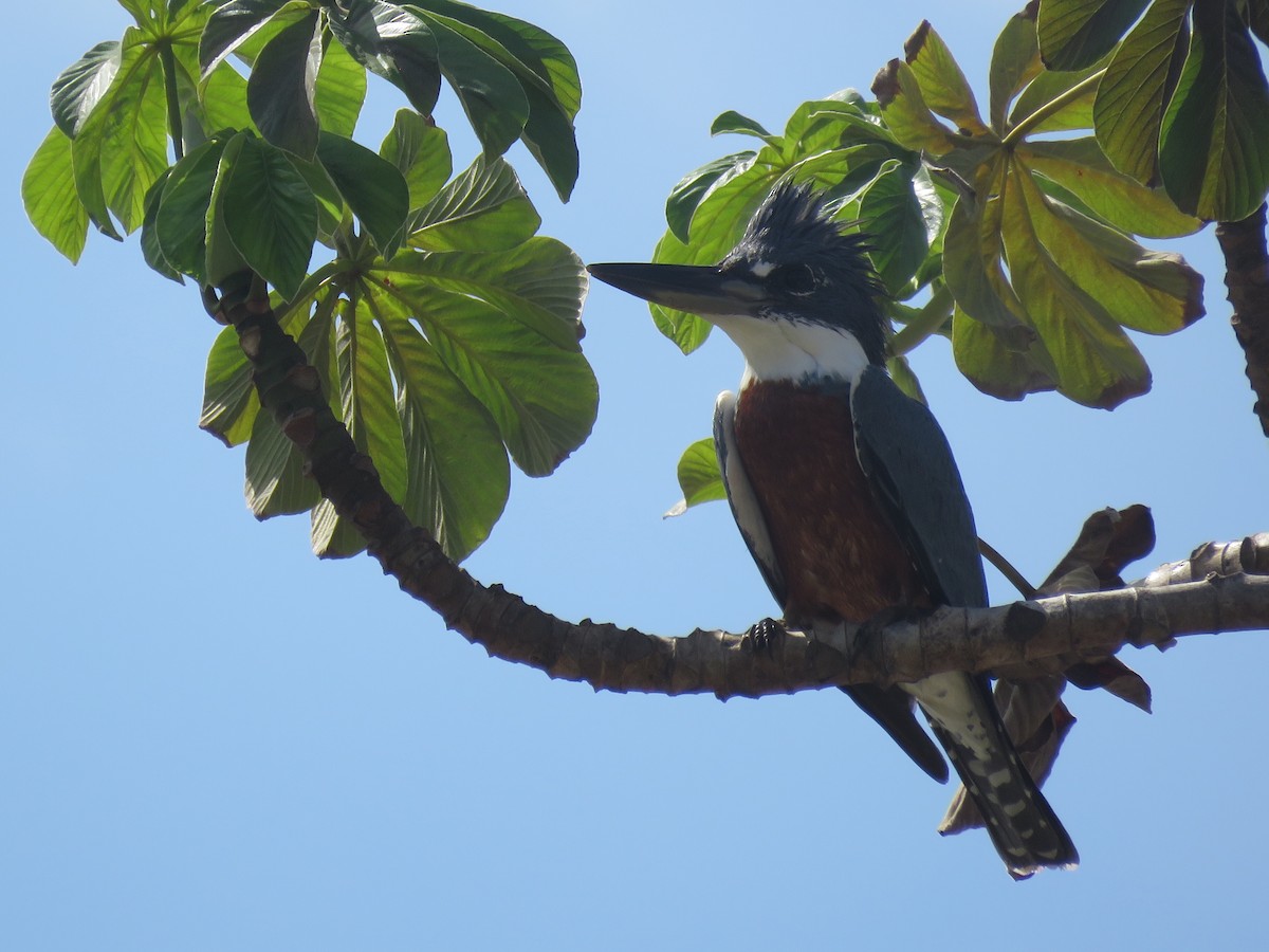 Ringed Kingfisher - ML336287041