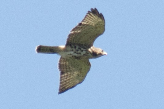 Broad-winged Hawk - ML33628721