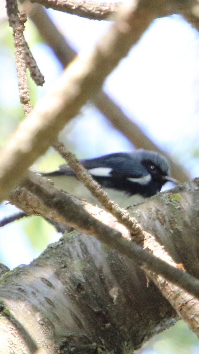 Black-throated Blue Warbler - ML336287231