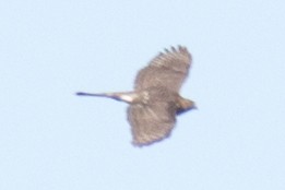 Cooper's Hawk - ML33628731