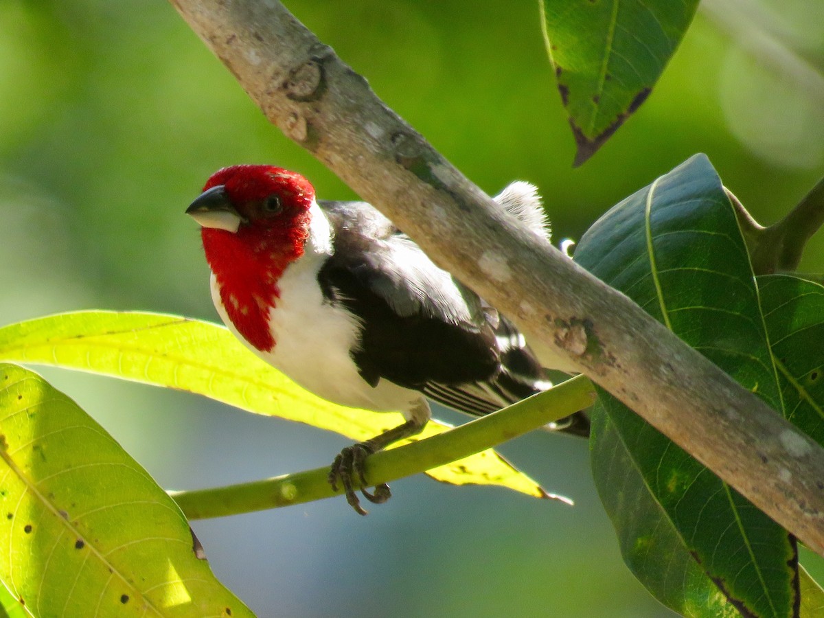 Red-cowled Cardinal - ML336287641
