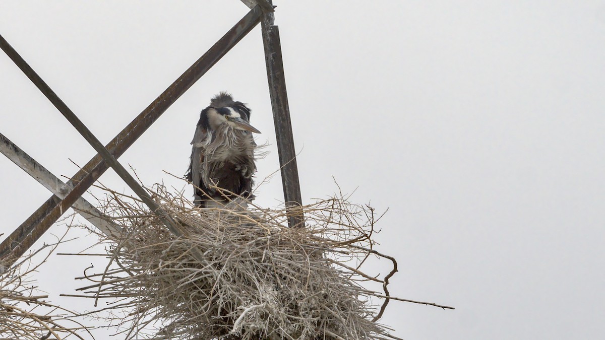 Great Blue Heron - Adam Zahm