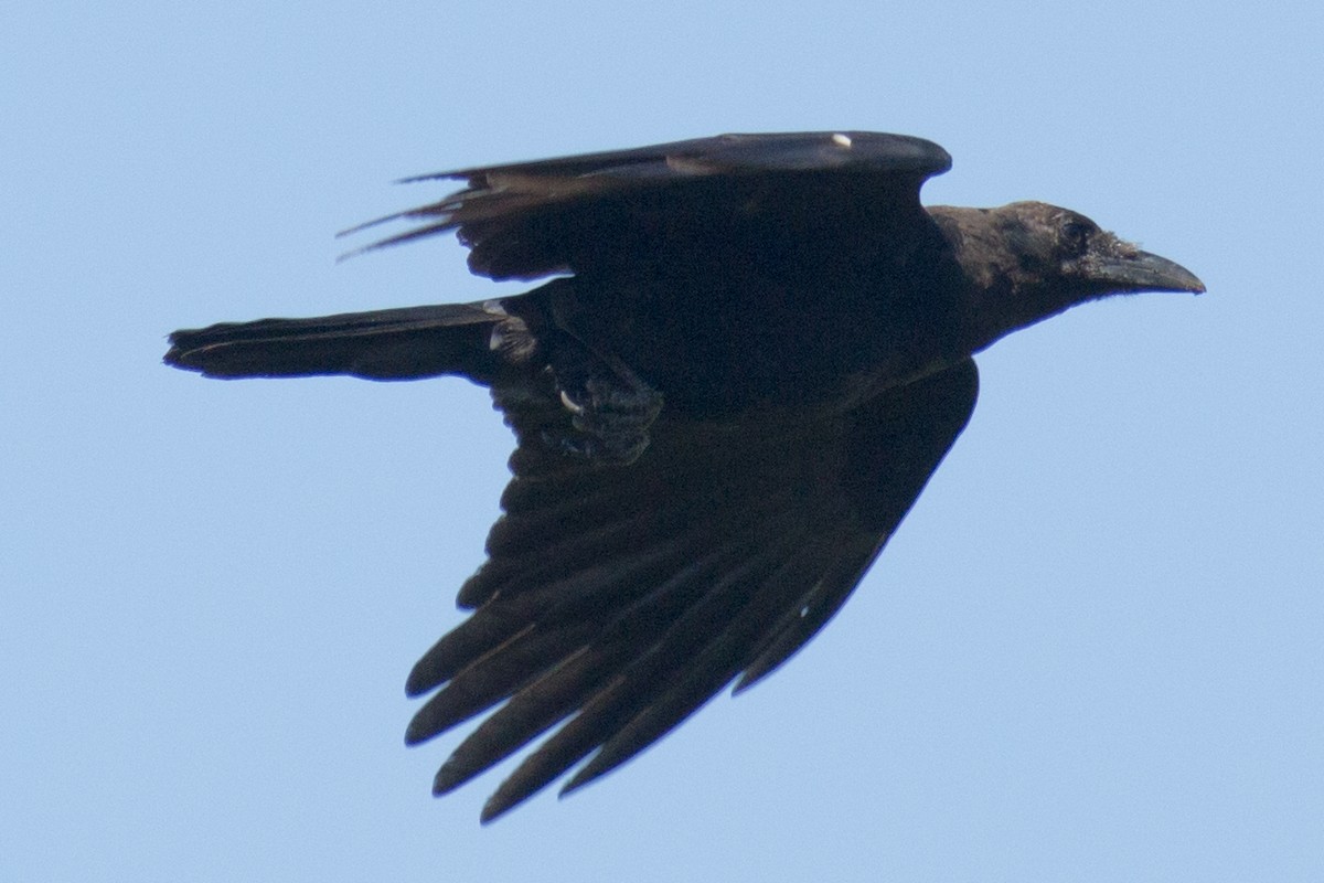 American Crow - ML33628801