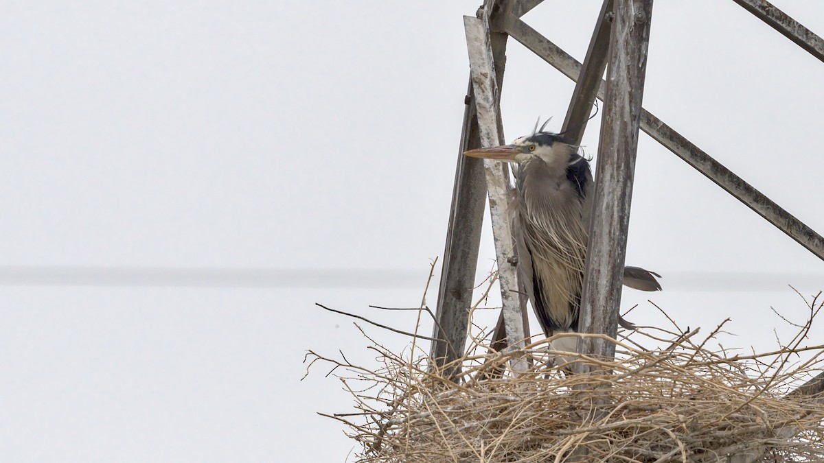 Great Blue Heron - Adam Zahm