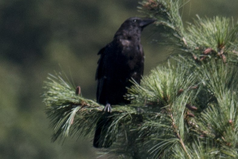 American Crow - ML33628821