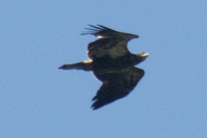 Bald Eagle - ML33628841