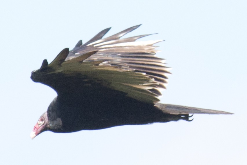 Turkey Vulture - ML33628901