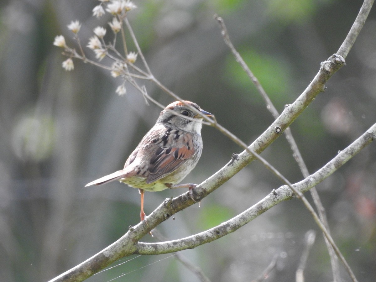 Swamp Sparrow - ML336289681