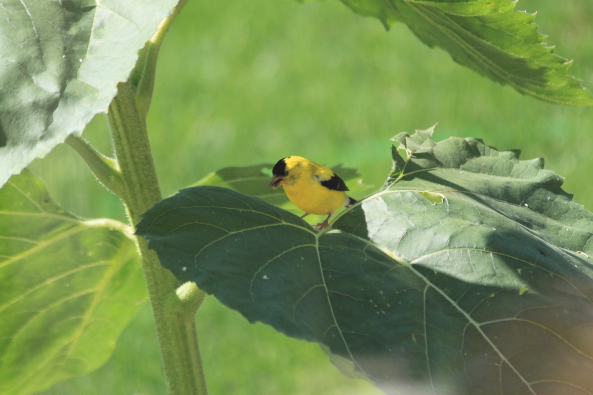 American Goldfinch - Cherith Janes
