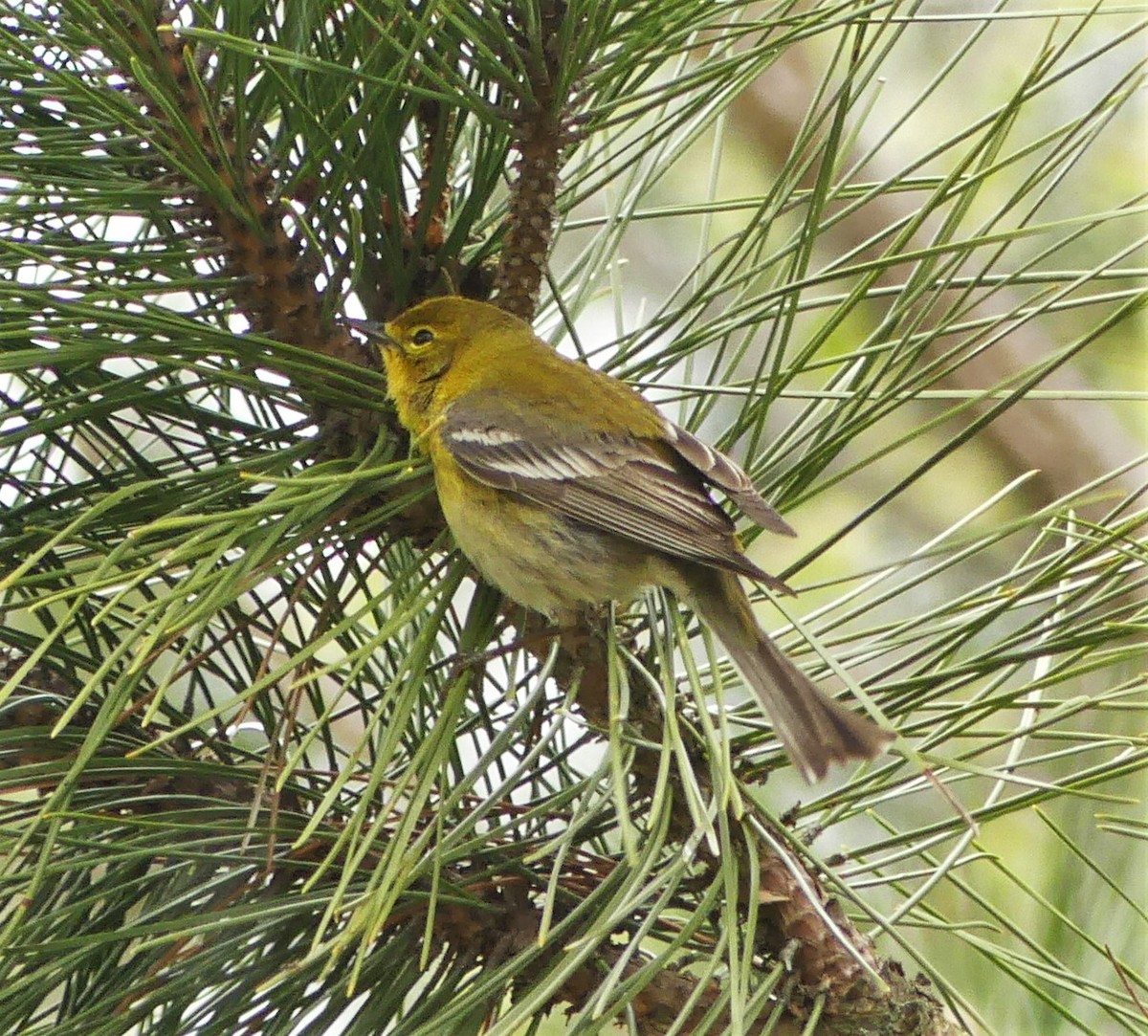 Pine Warbler - ML336290051