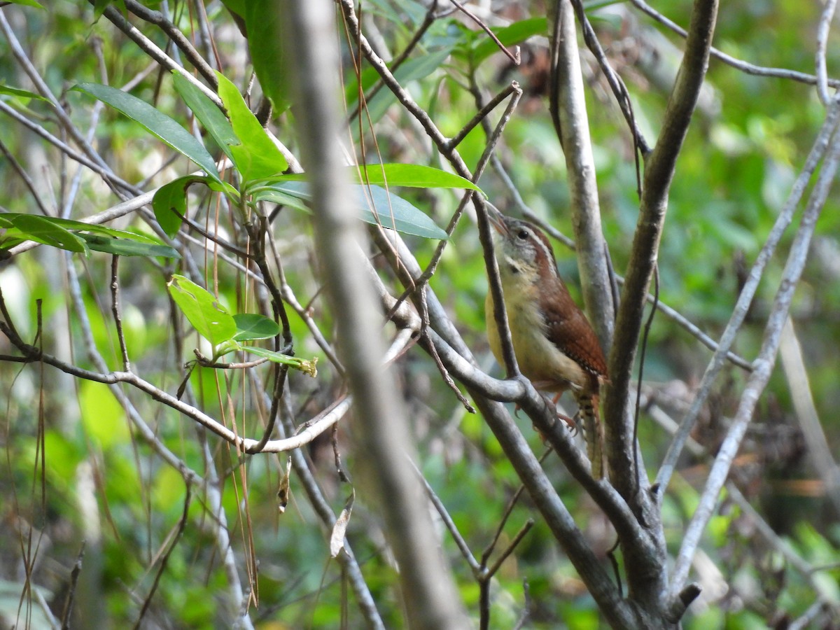 Carolina Wren - ML336290351