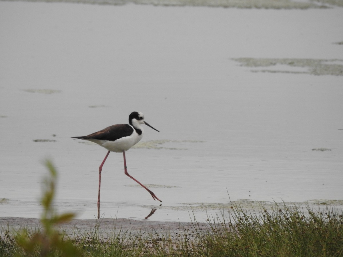 Black-necked Stilt - Miguel Angel Montenegro Avila