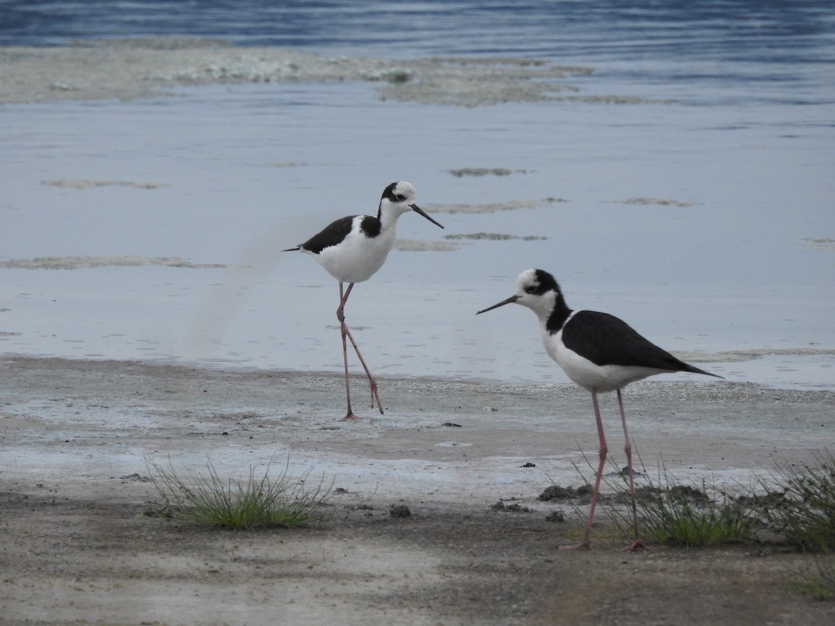 Black-necked Stilt - ML336290851