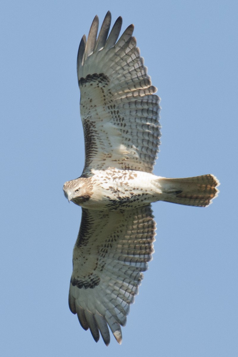 Red-tailed Hawk - ML33629091