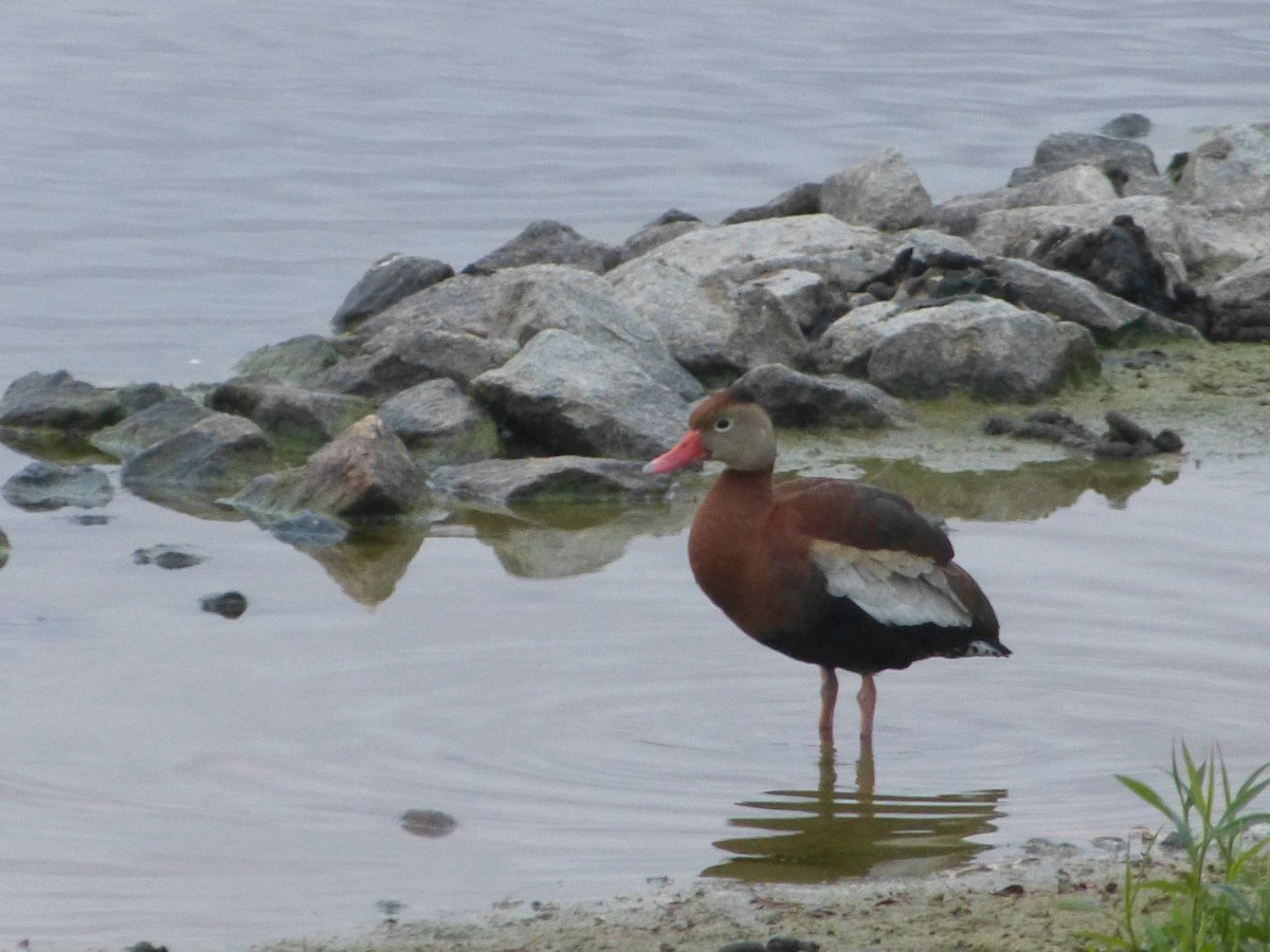 Black-bellied Whistling-Duck - ML336291101