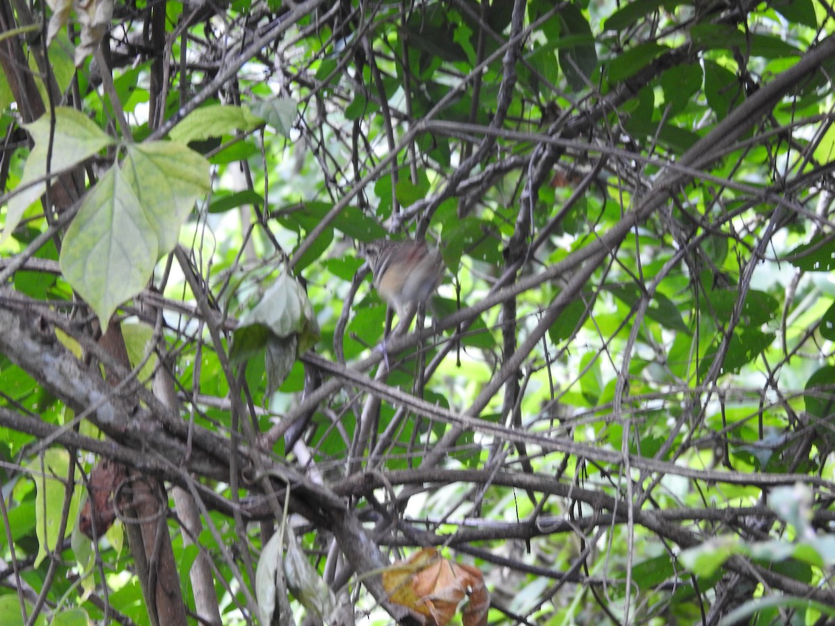 Stripe-backed Antbird - Miguel Angel Montenegro Avila