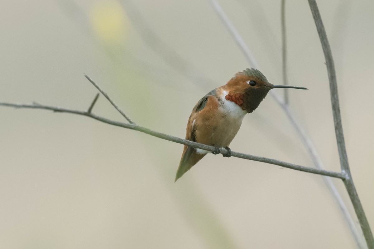 Allen's Hummingbird - James McNamara