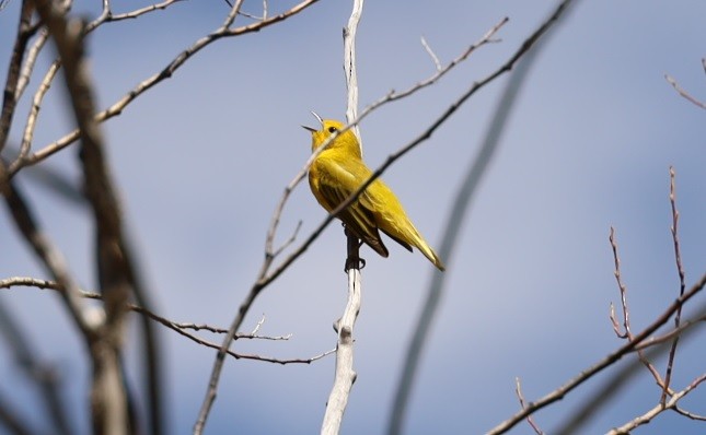 Yellow Warbler - ML336293181