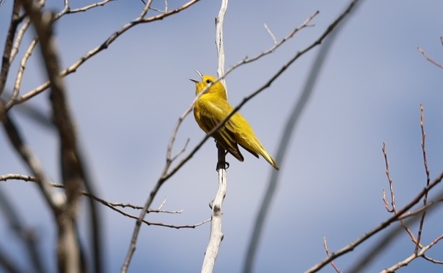 Paruline jaune - ML336293181