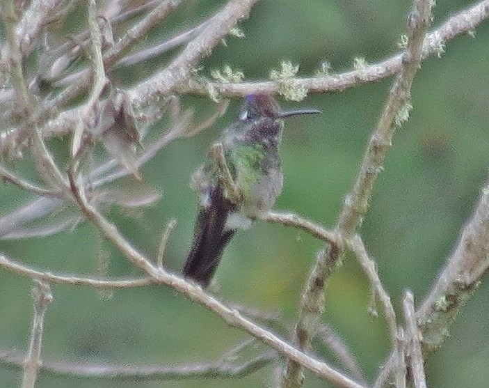 Rivoli's Hummingbird - ML336293441