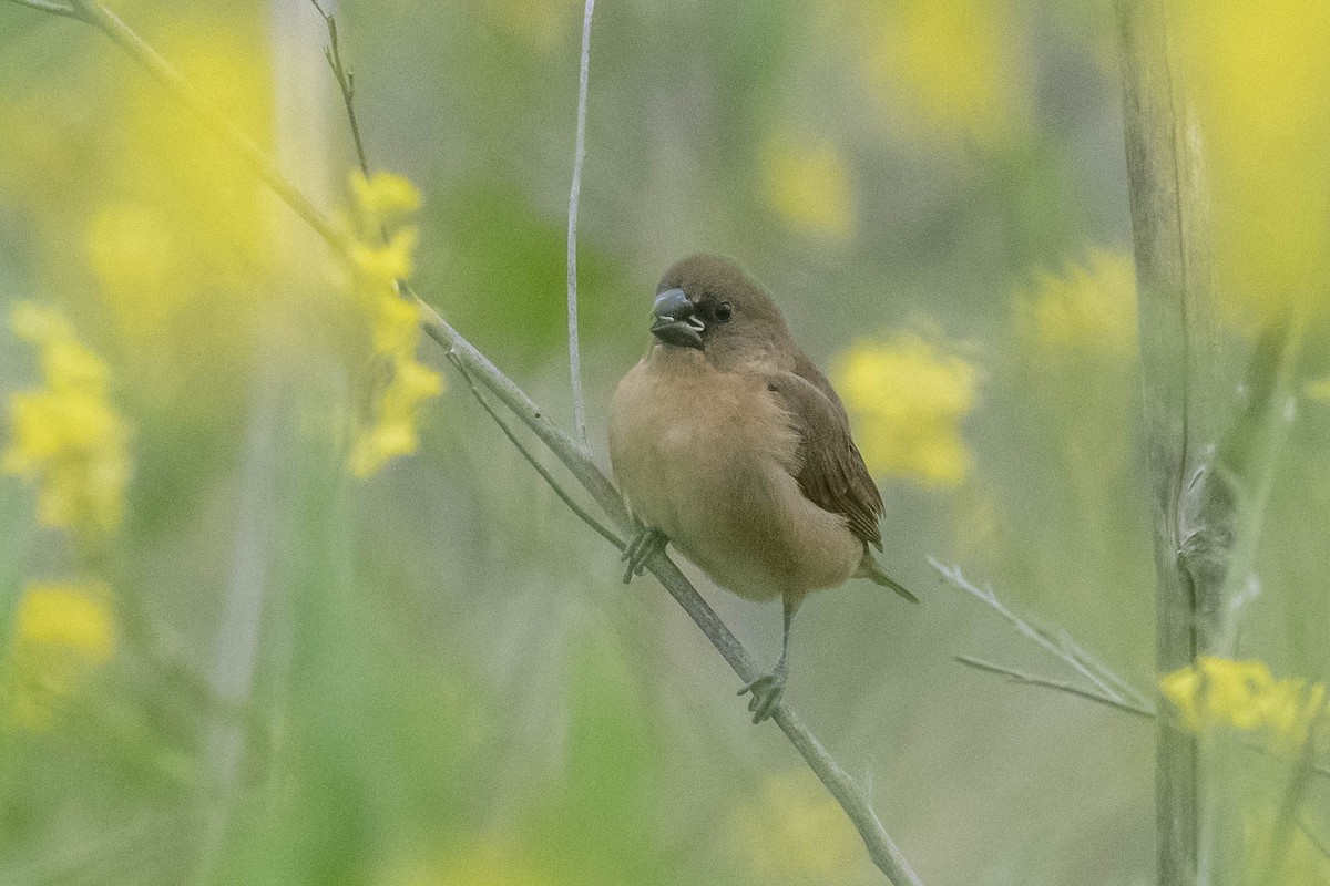 Scaly-breasted Munia - ML336293611