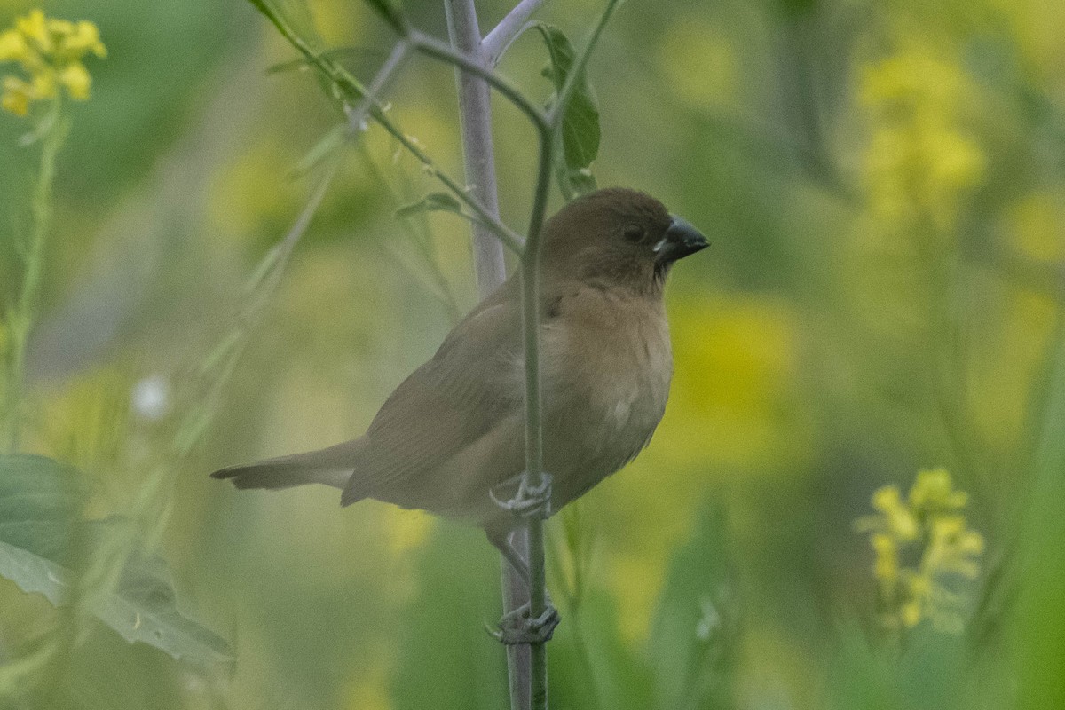 Scaly-breasted Munia - ML336293621