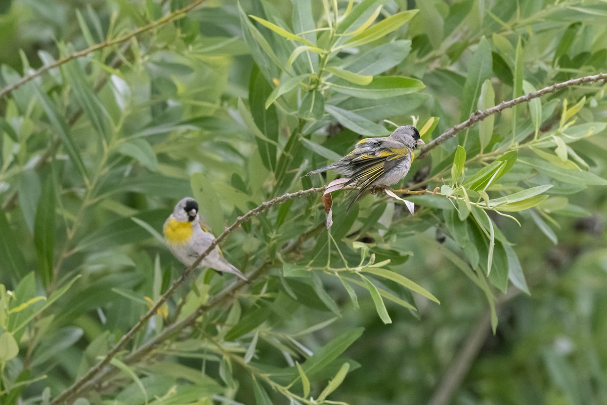 Lawrence's Goldfinch - ML336294671