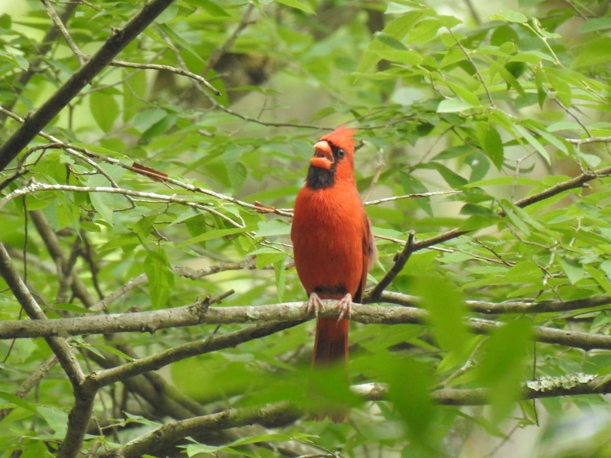 Northern Cardinal - ML336295591