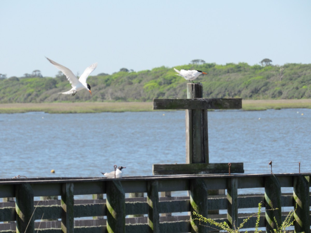 Royal Tern - ML336296131