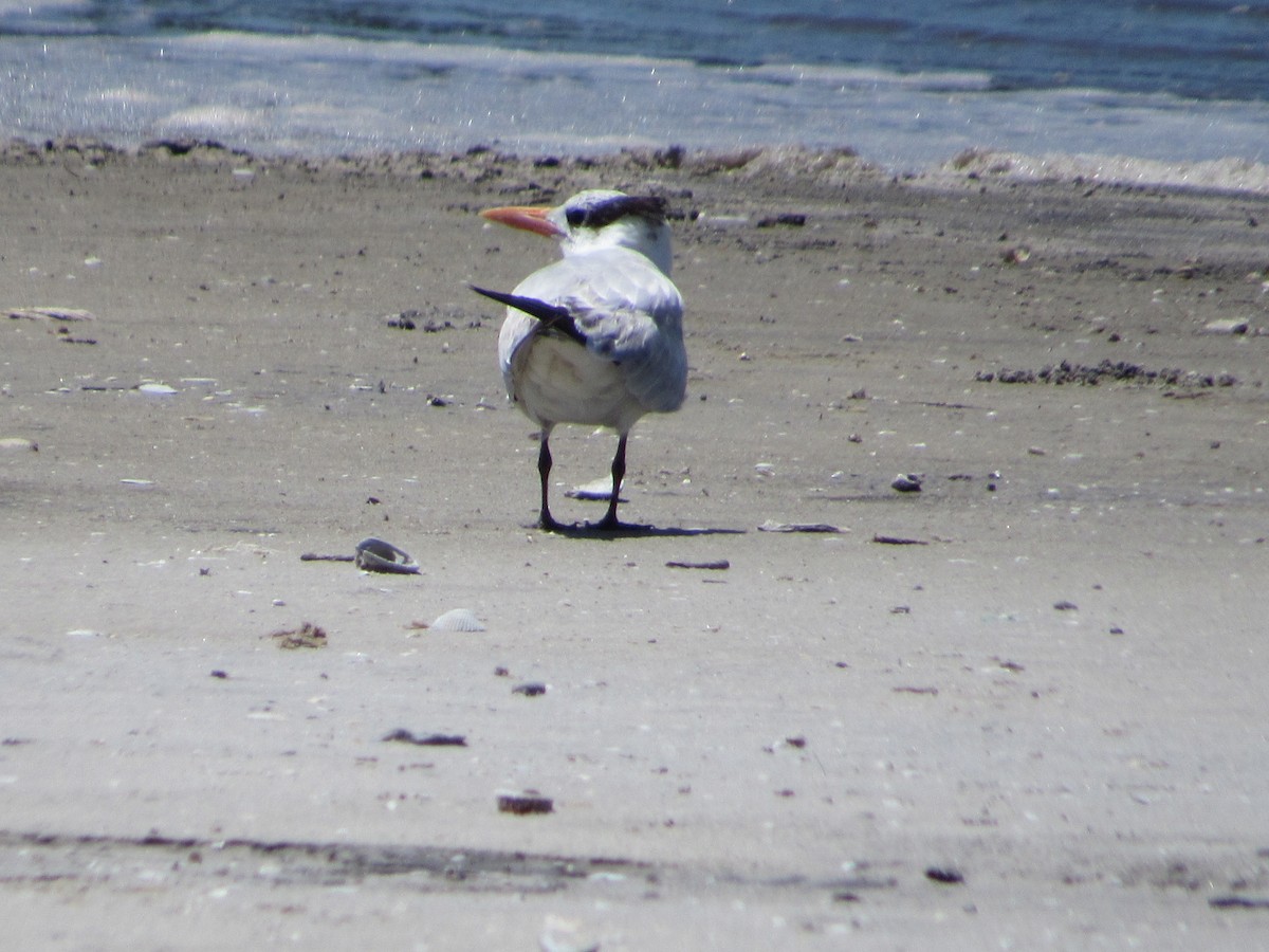 Royal Tern - ML336296221