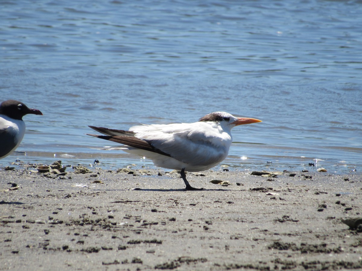 Royal Tern - ML336296291