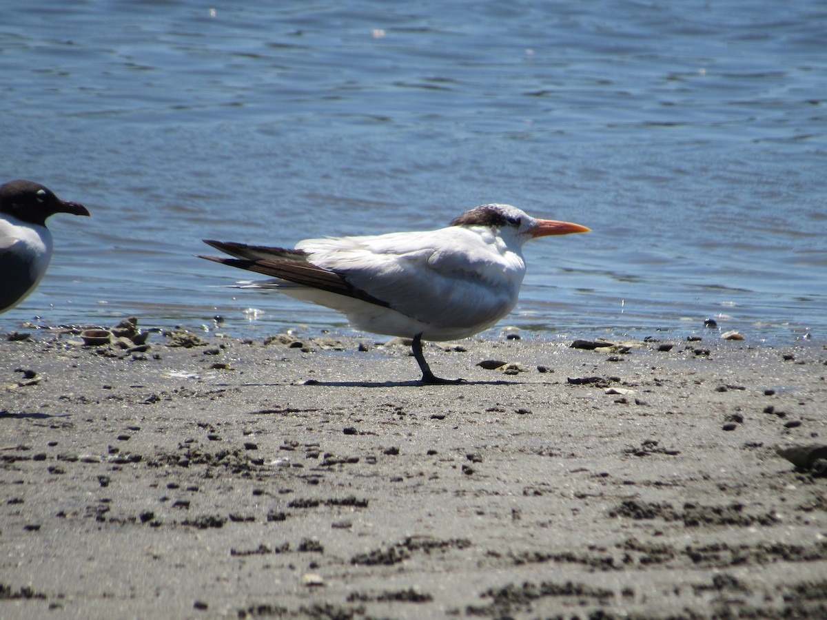 Royal Tern - ML336296381