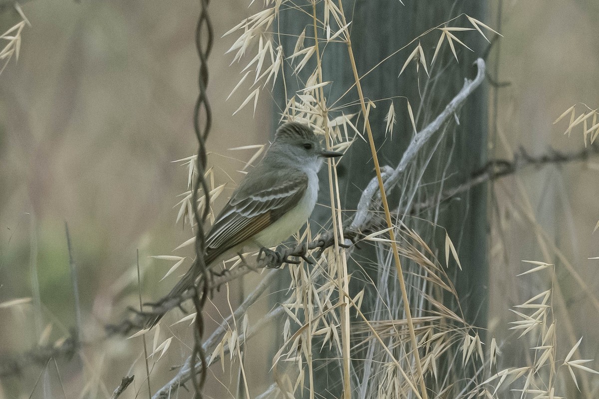 Ash-throated Flycatcher - ML336297351