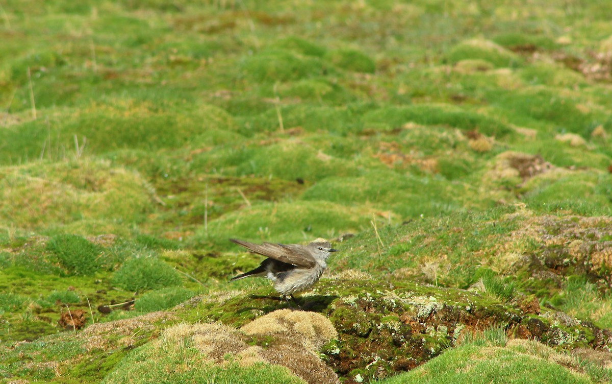 Ochre-naped Ground-Tyrant - ML336297621